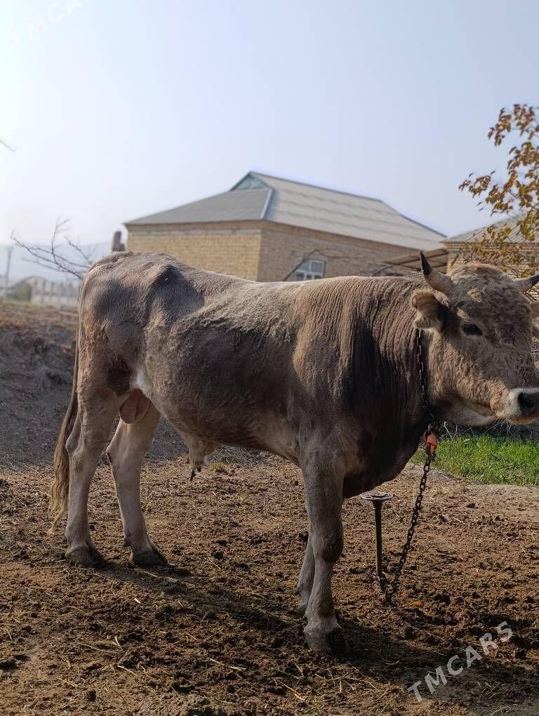 Tohum okuz - Gökdepe - img 2