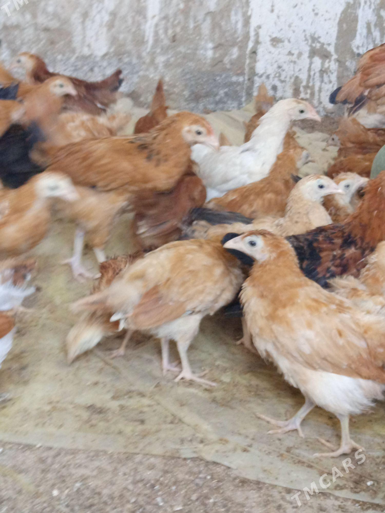 jüýje - Бахарден - img 3