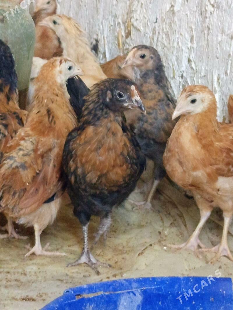 jüýje - Бахарден - img 1