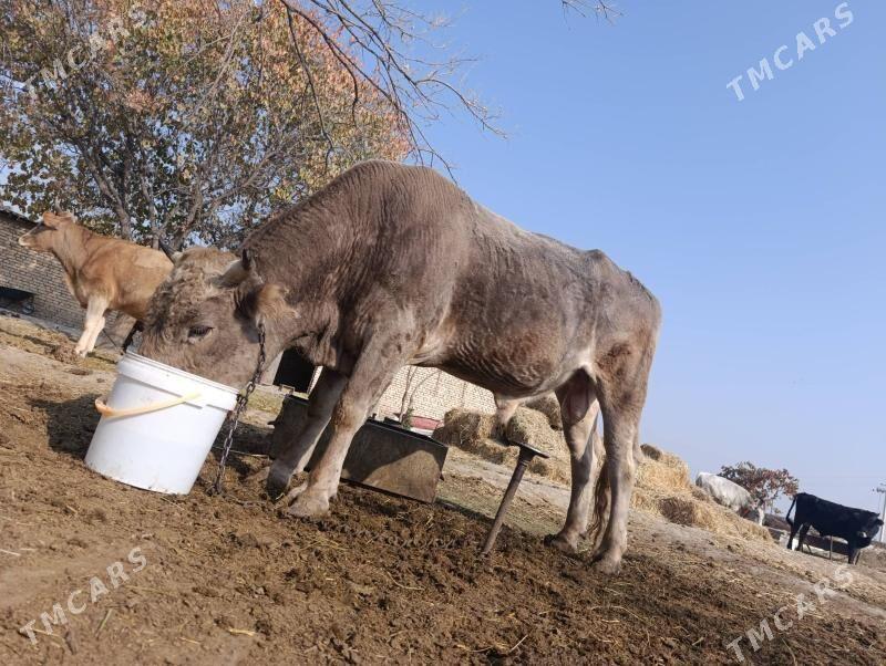 Tohum okuz - Gökdepe - img 5