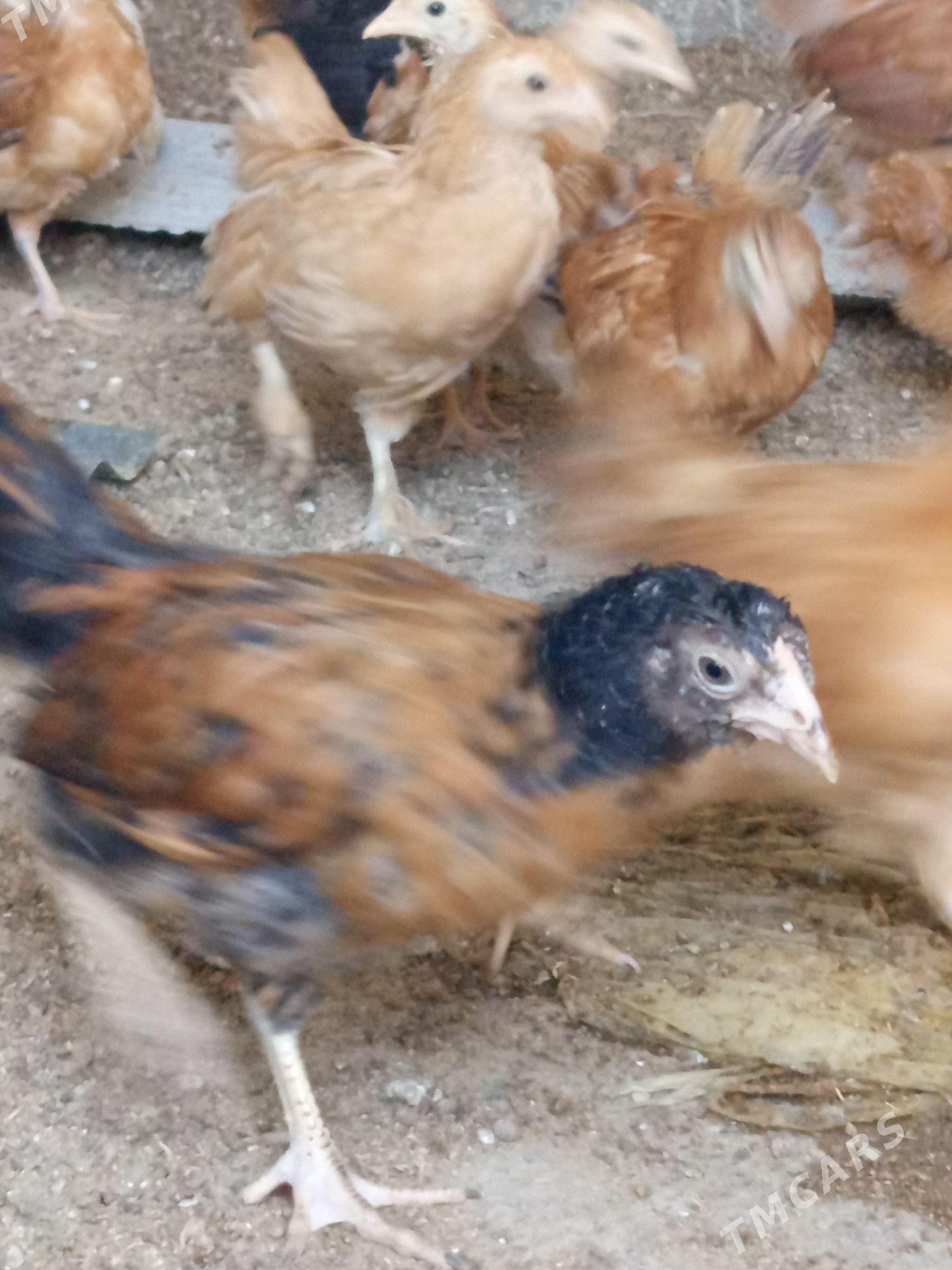 jüýje - Бахарден - img 2