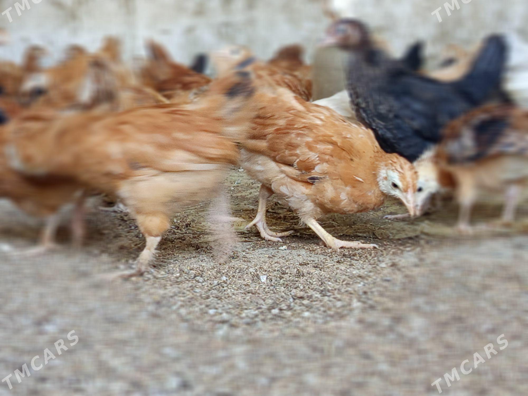 jüýje - Бахарден - img 5