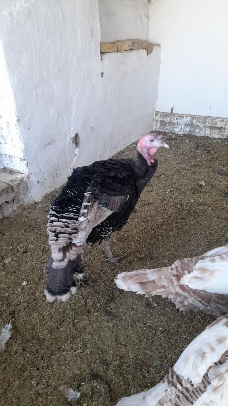 индук - Мары - img 2