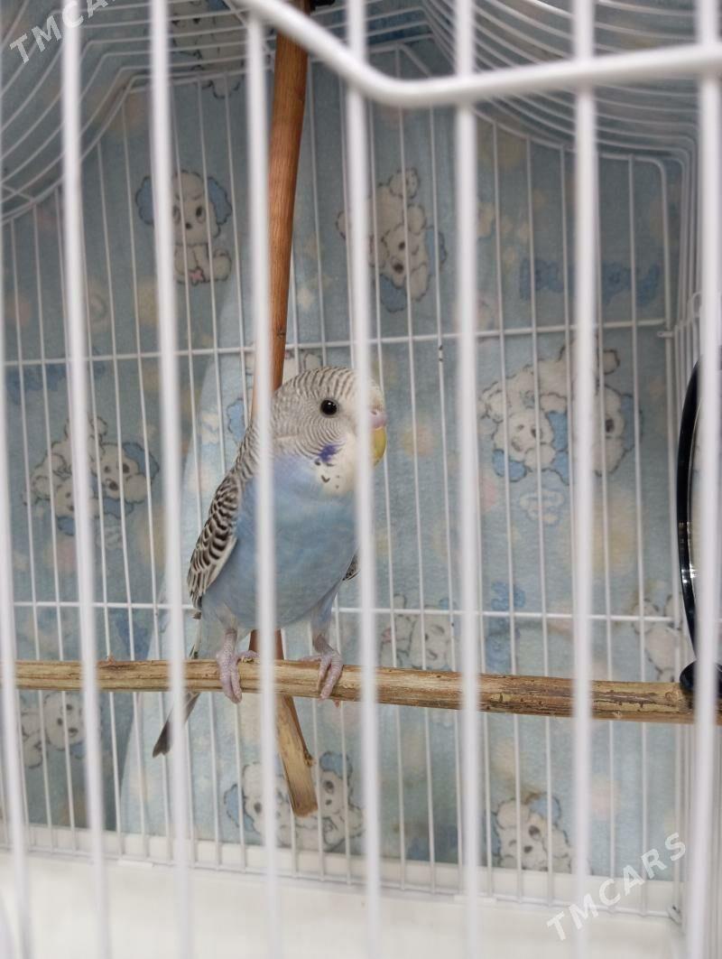 Popugay попугайчик волнистые - 30 mkr - img 2