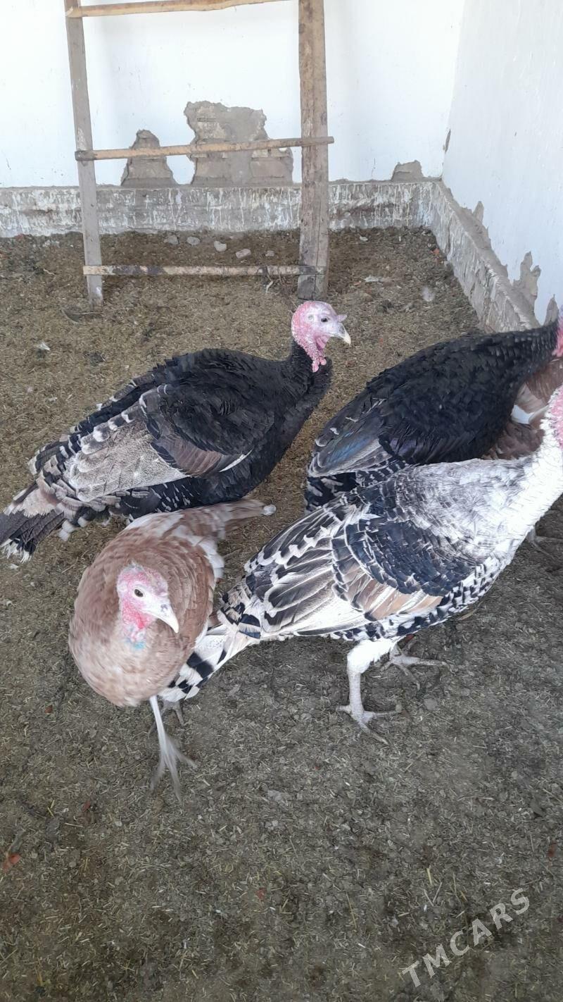 индук - Мары - img 3