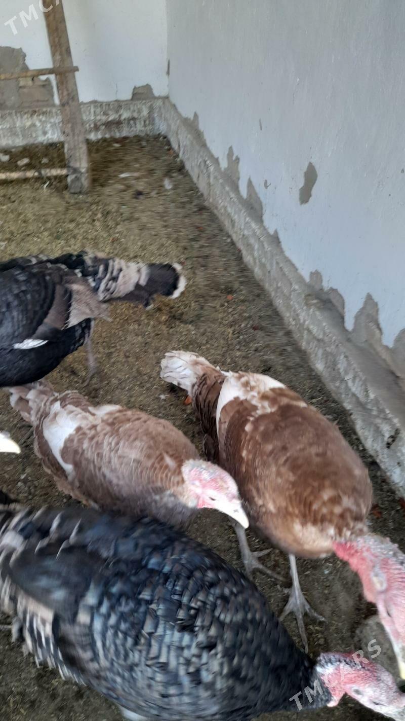 индук - Мары - img 4