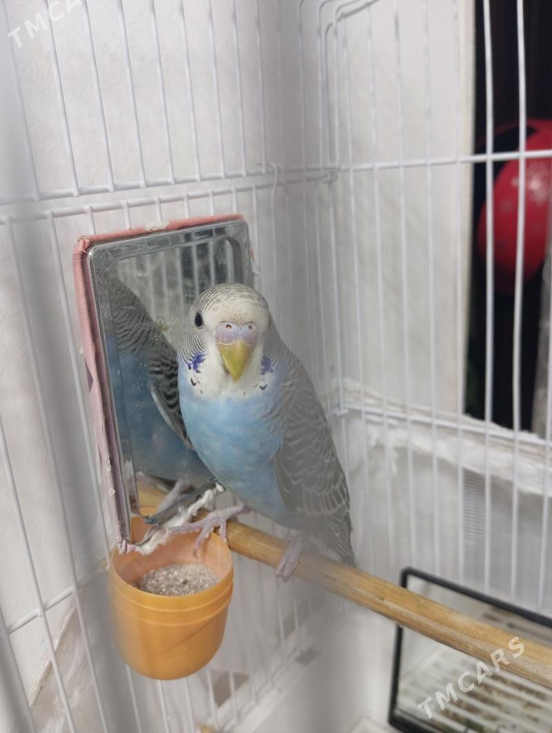 Popugay попугайчик волнистые - 30 mkr - img 3