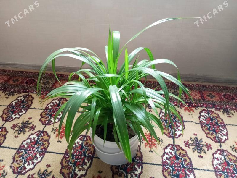 ösümlik - Balkanabat - img 1