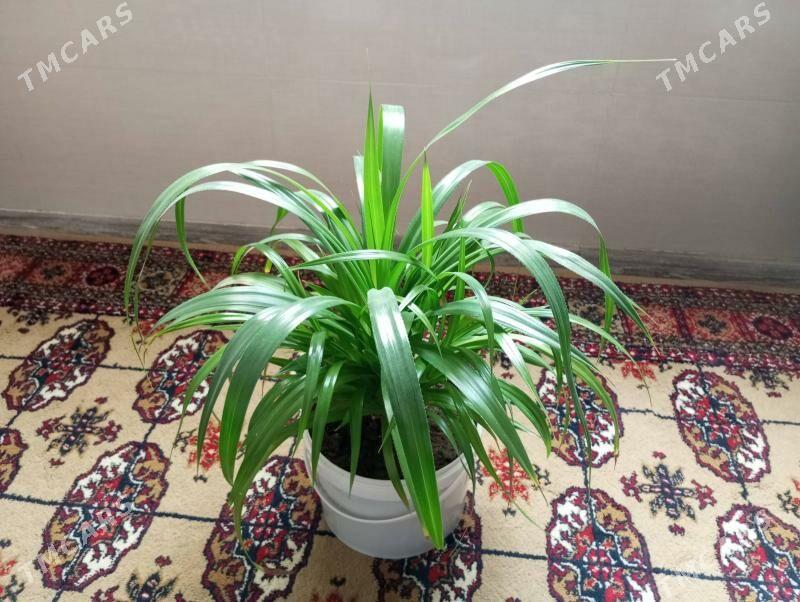 ösümlik - Balkanabat - img 2