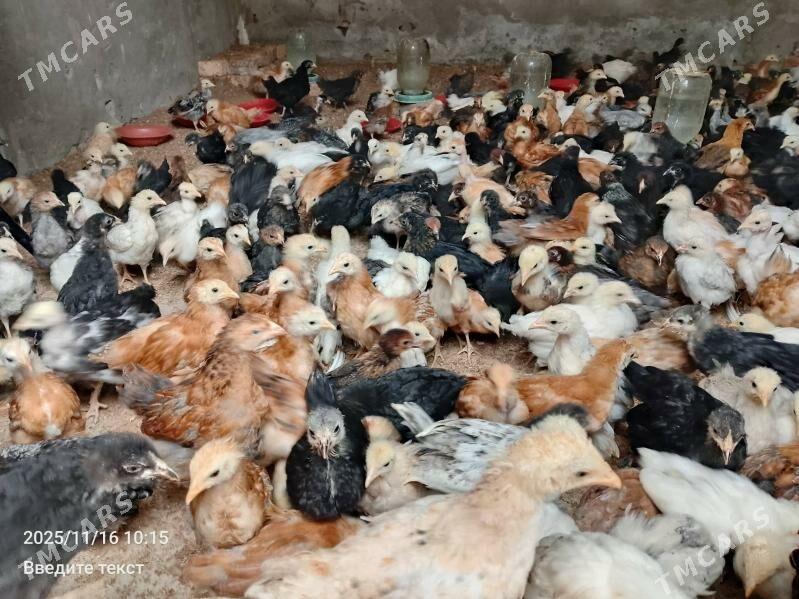 Juýje... - Туркменабат - img 4