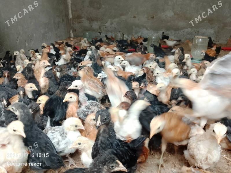 Juýje... - Туркменабат - img 3