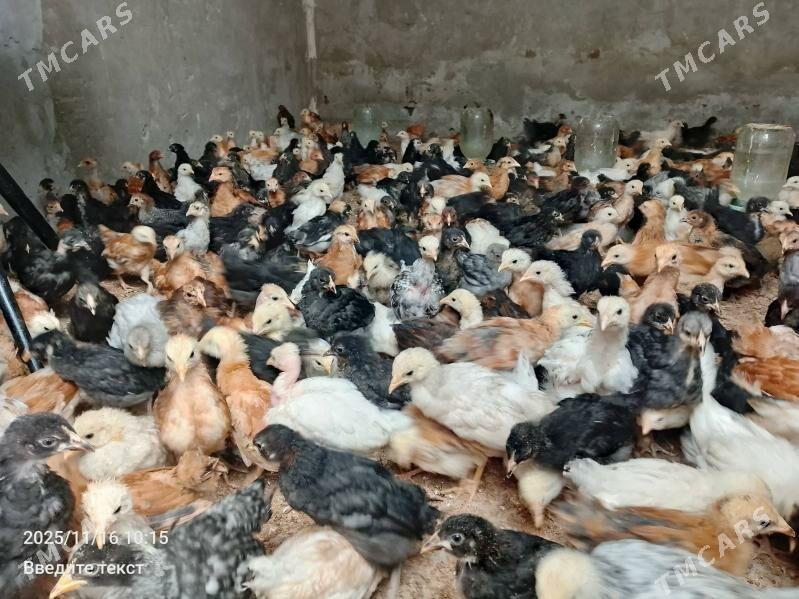 Juýje... - Туркменабат - img 2