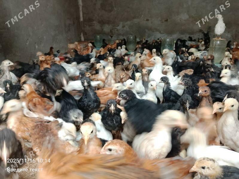 Juýje... - Туркменабат - img 5