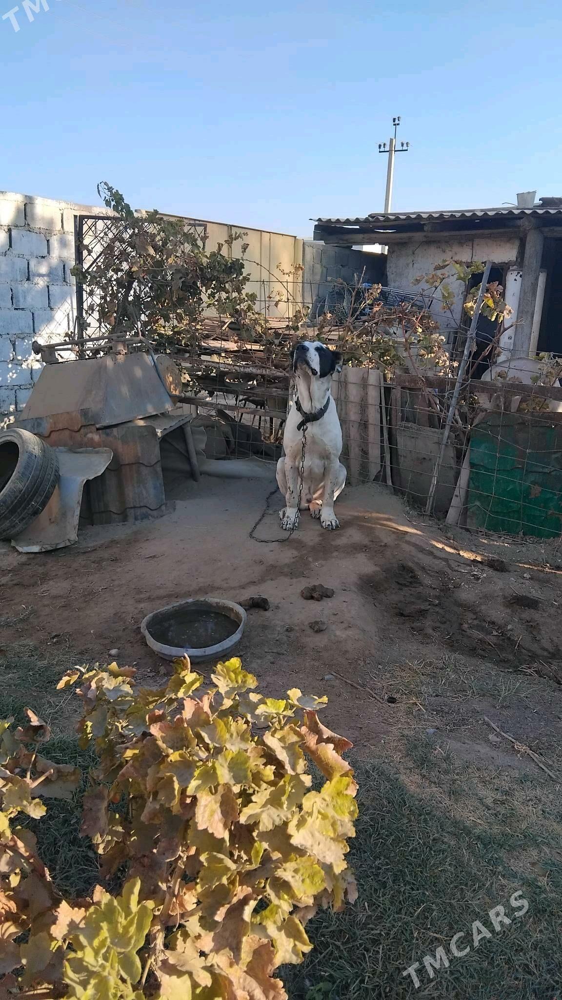 Turkmen alabaylary - Ялкым - img 2