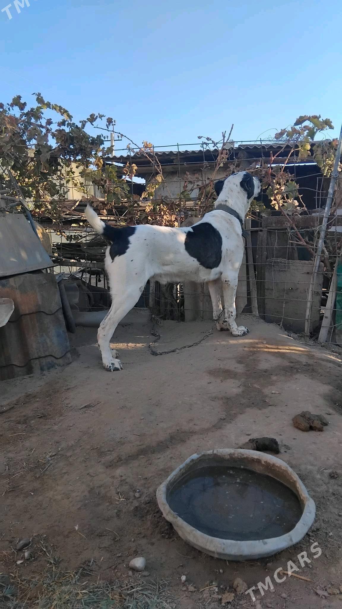 Turkmen alabaylary - Ялкым - img 3