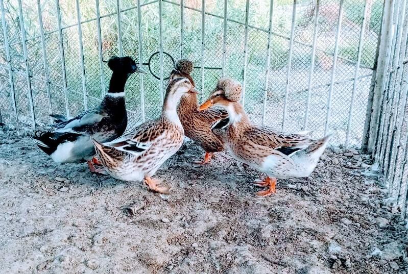 Ordek - Туркменабат - img 2