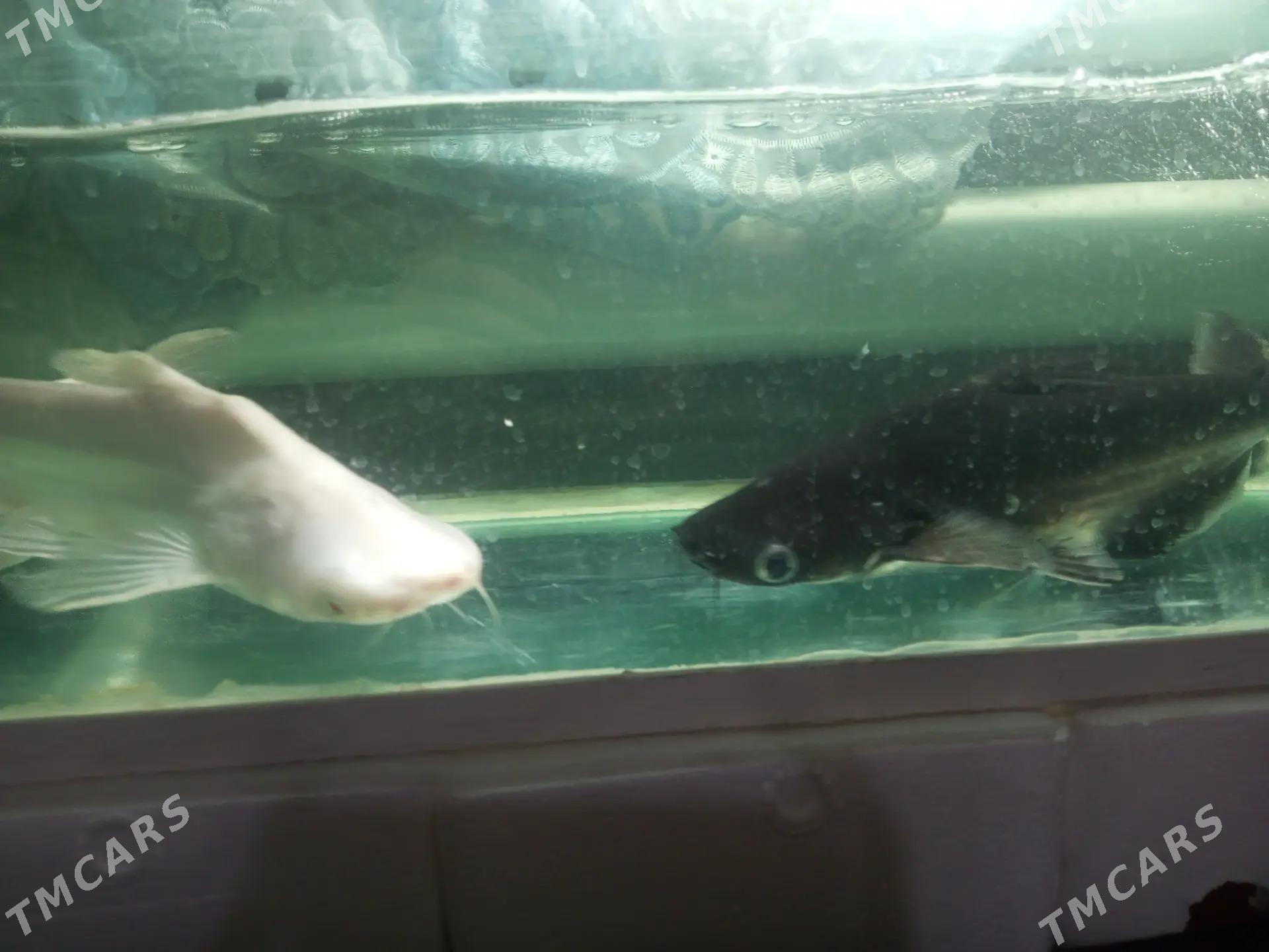 АКУЛА - Daşoguz - img 7