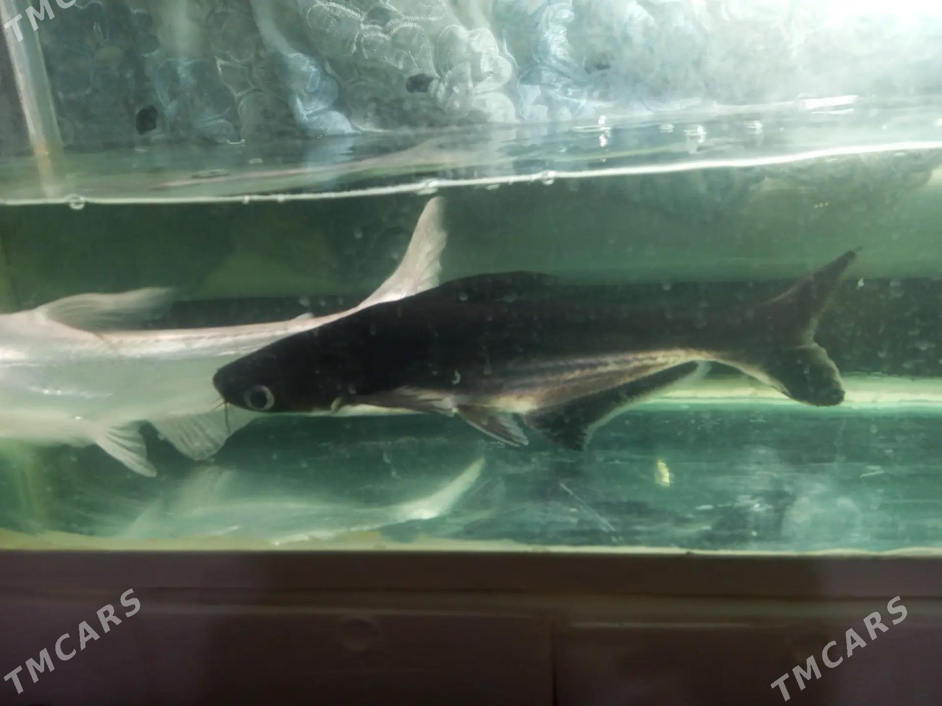 АКУЛА - Daşoguz - img 6