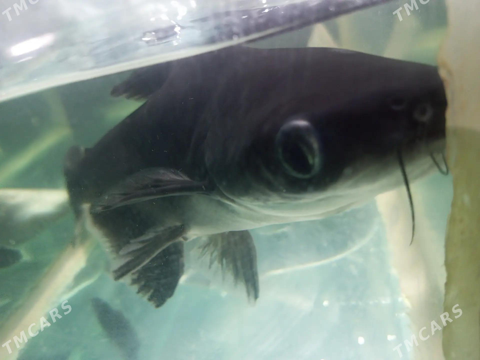 АКУЛА - Daşoguz - img 8