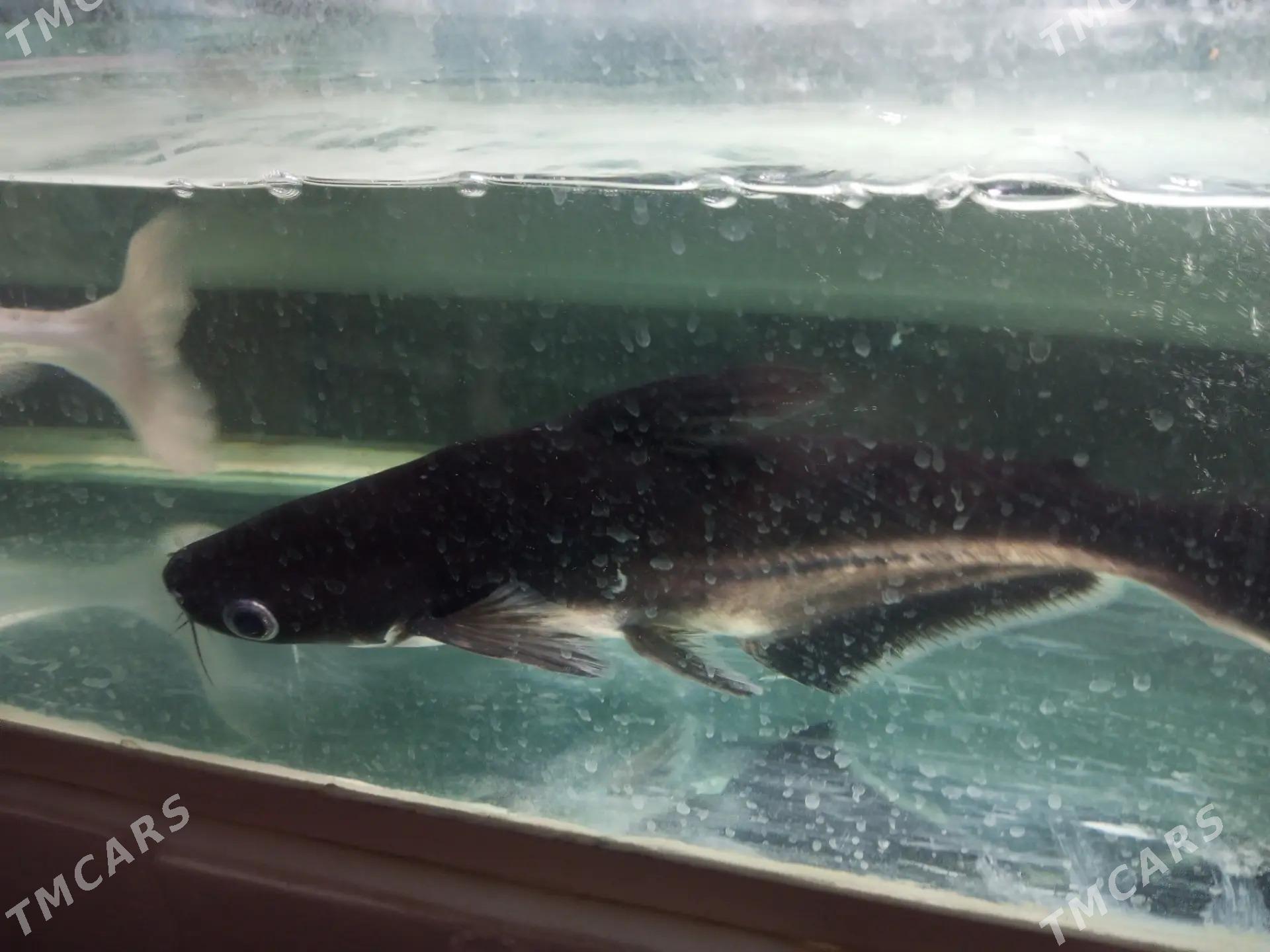 АКУЛА - Daşoguz - img 2