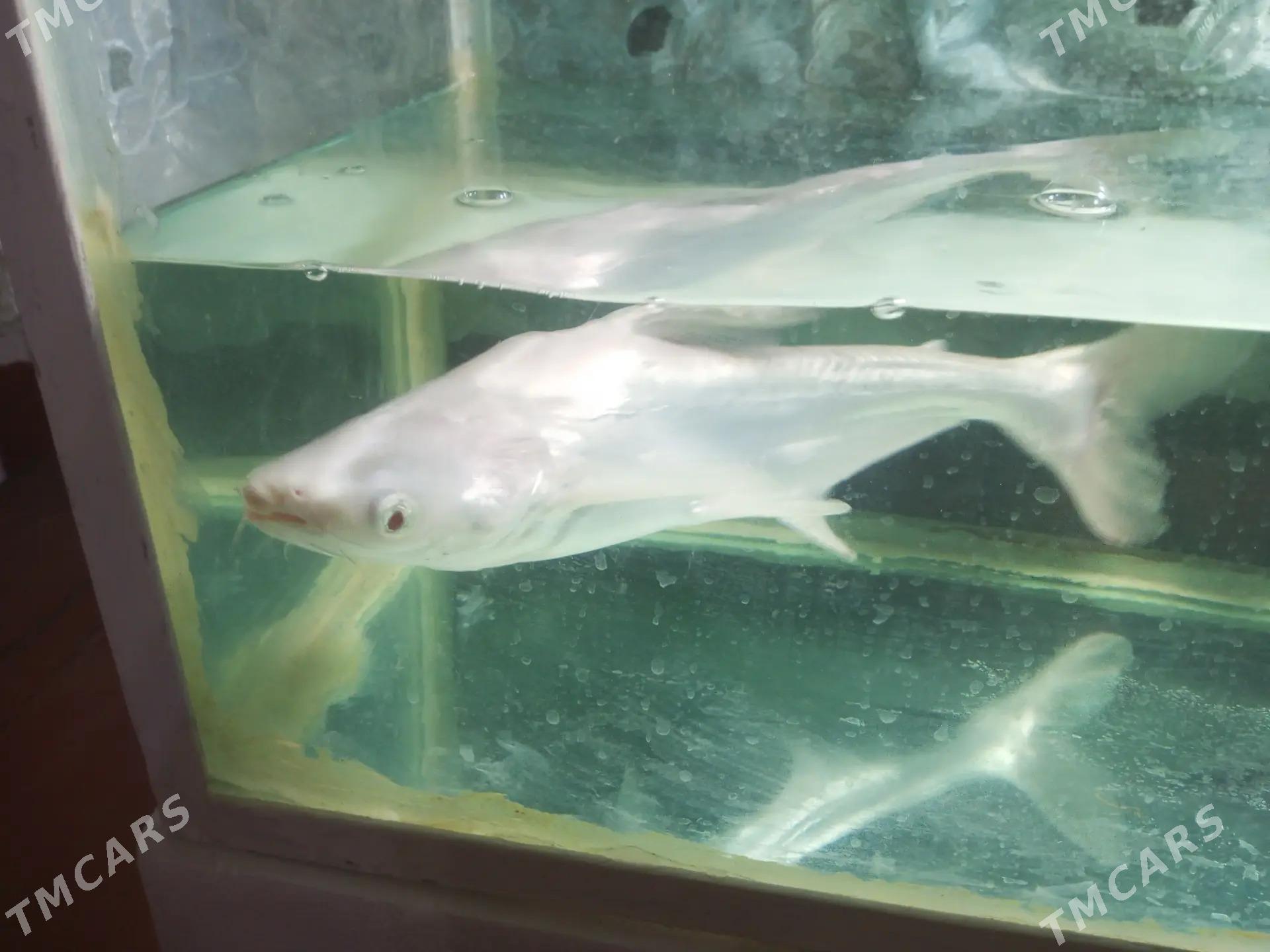 АКУЛА - Daşoguz - img 3