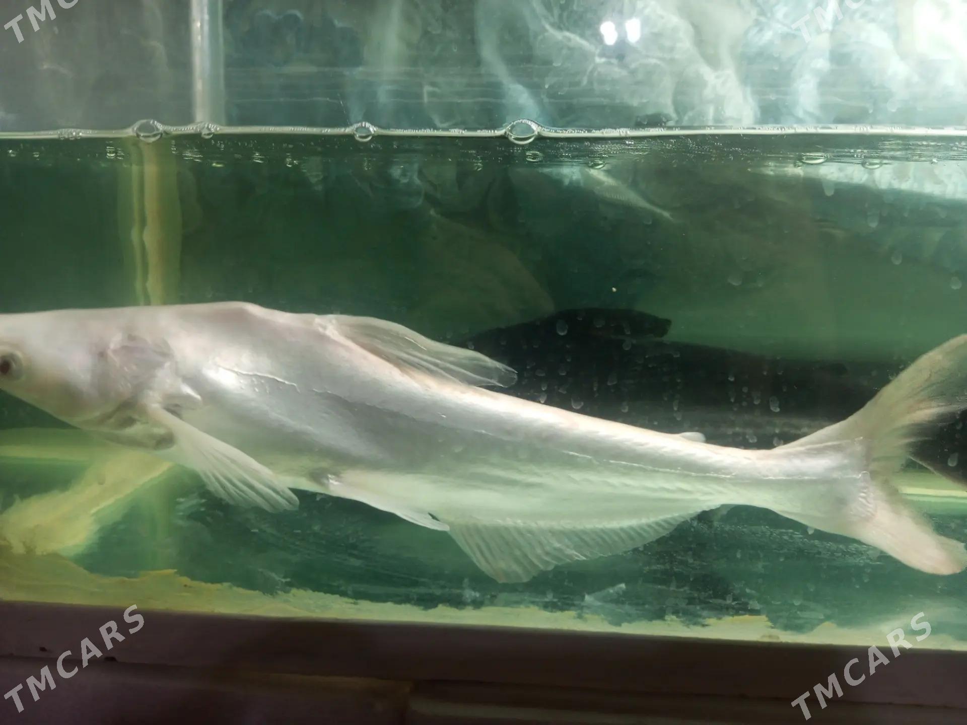 АКУЛА - Daşoguz - img 5