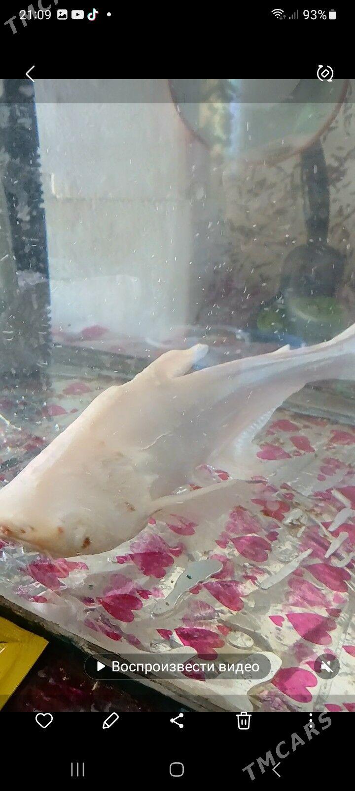 АКУЛА - Daşoguz - img 9