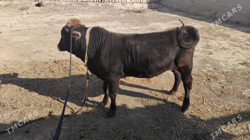 okuz bakylan - Бахарден - img 2