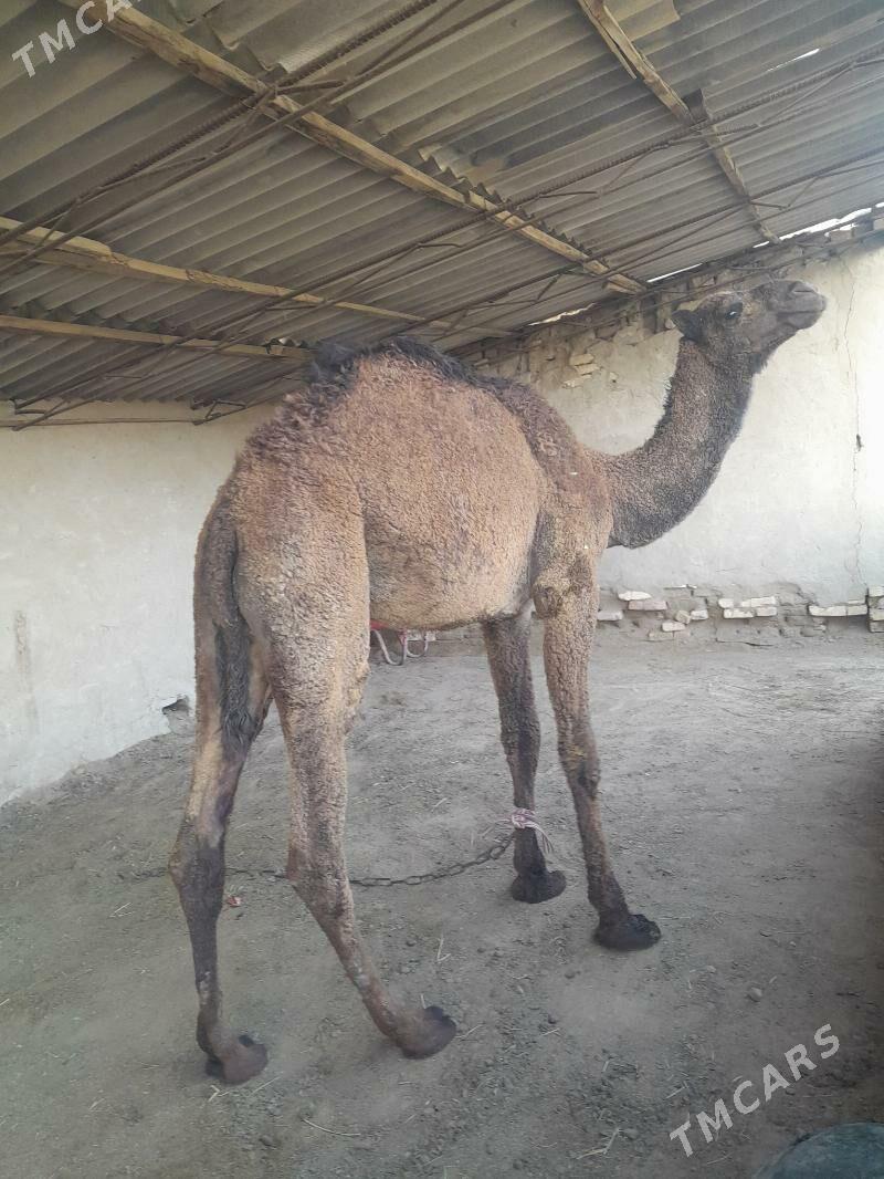 owuşuk - Сакарчага - img 2