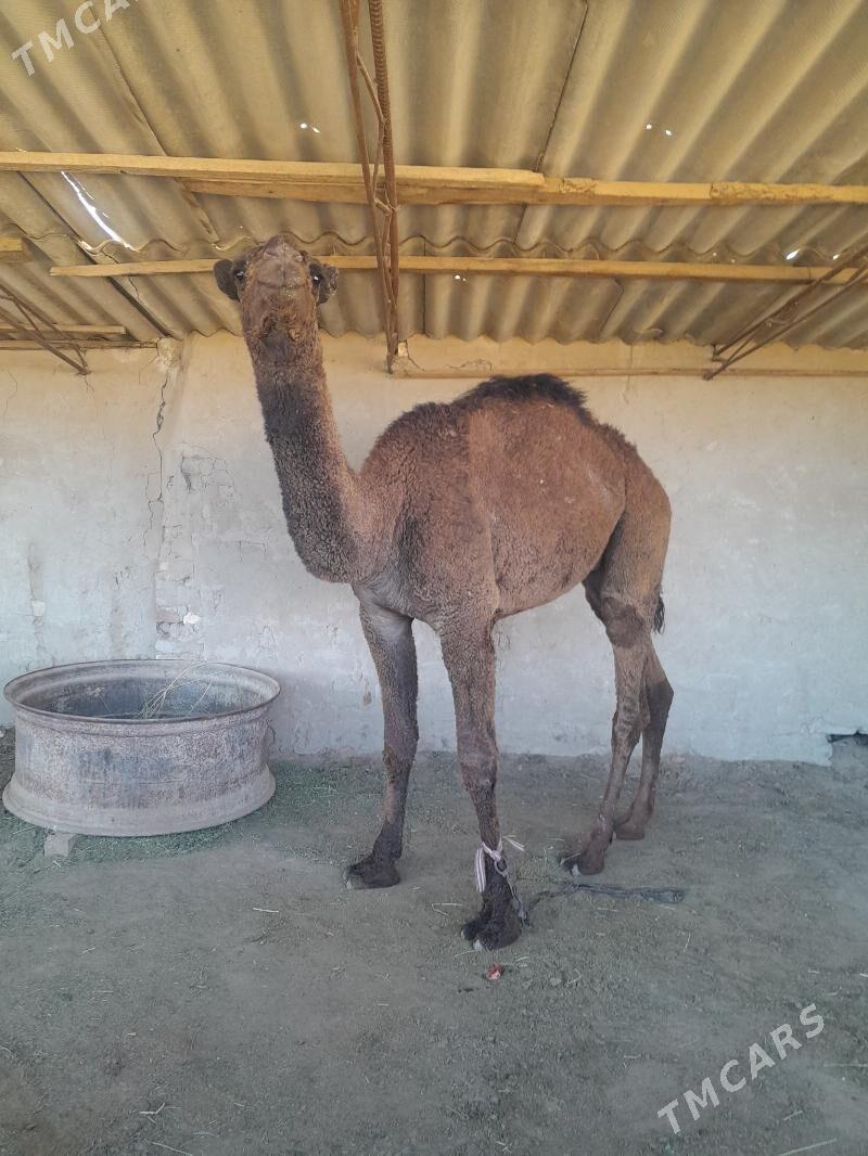 owuşuk - Сакарчага - img 3