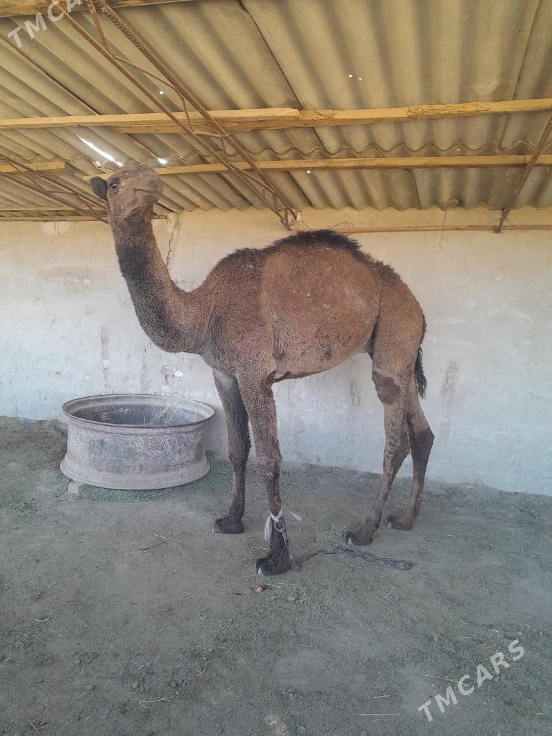 owuşuk - Сакарчага - img 4