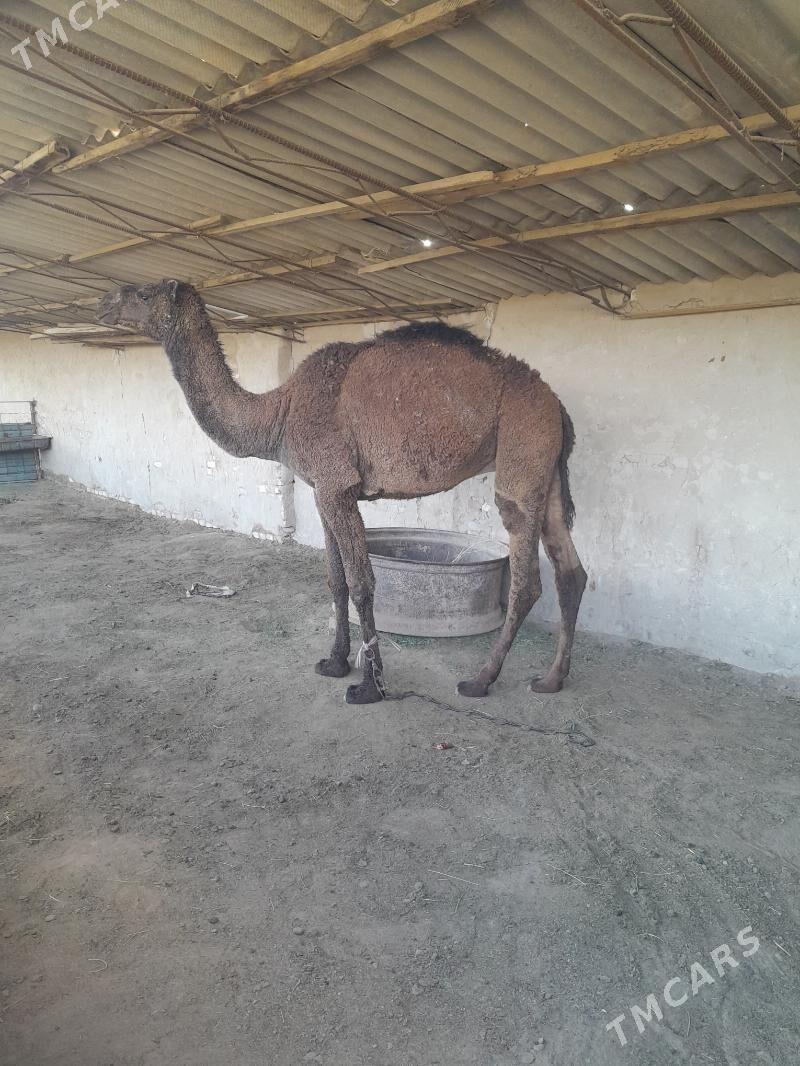 owuşuk - Сакарчага - img 6