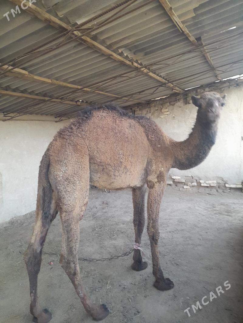 owuşuk - Сакарчага - img 5