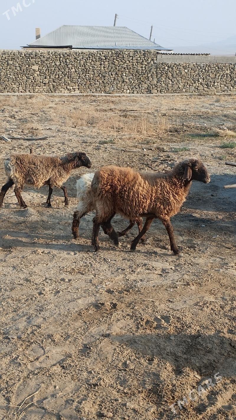 Tokli - Бахарден - img 1