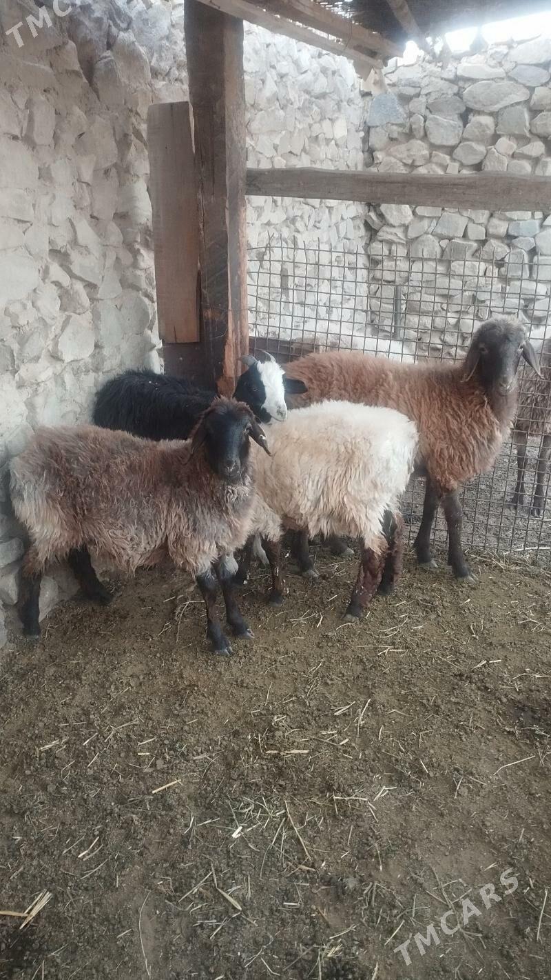 Tokli - Бахарден - img 2