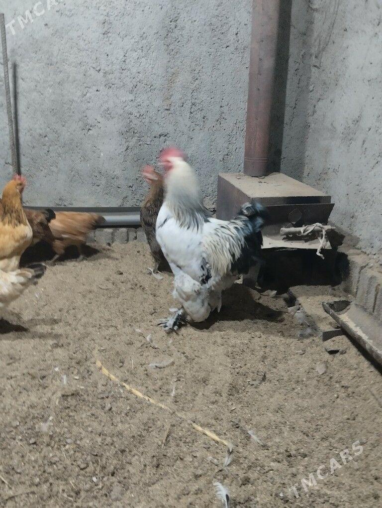 horaz - Бузмеин - img 2