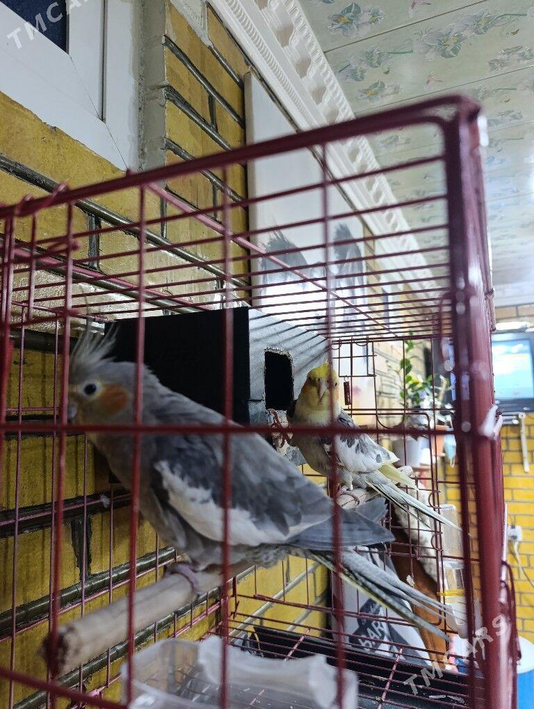 oý guşlary - Сакарчага - img 1