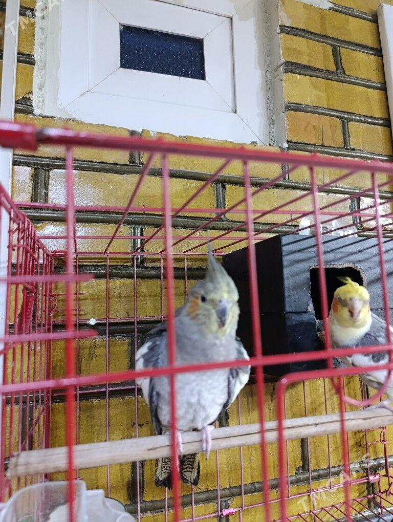 oý guşlary - Сакарчага - img 3