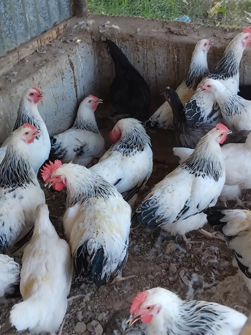 Adler horaz - Çärjew - img 3