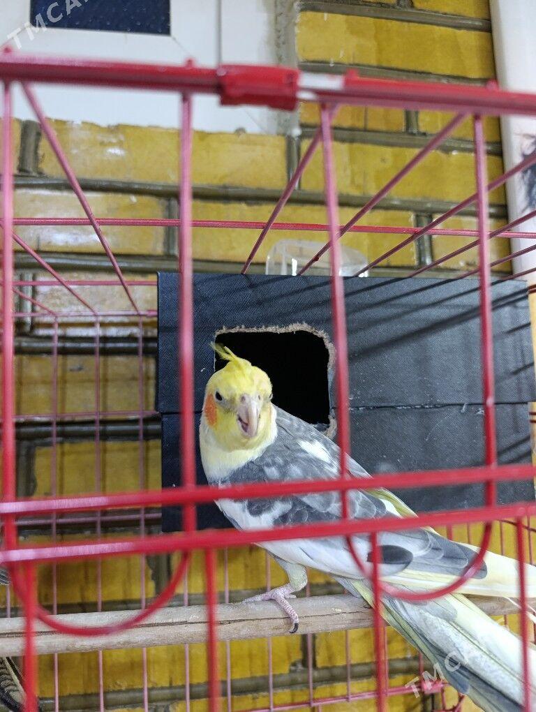 oý guşlary - Сакарчага - img 2