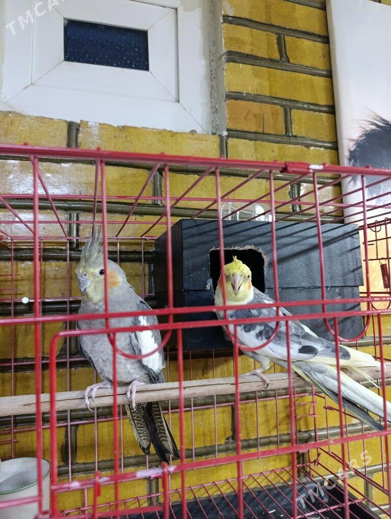 oý guşlary - Сакарчага - img 4