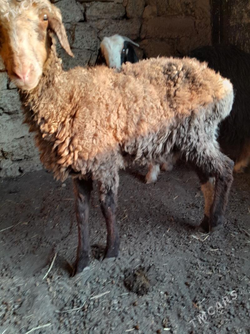 goyun tokly geci - Gyzylarbat - img 1