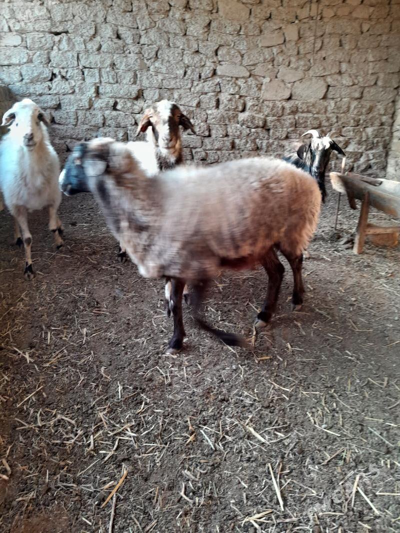 goyun tokly geci - Gyzylarbat - img 3