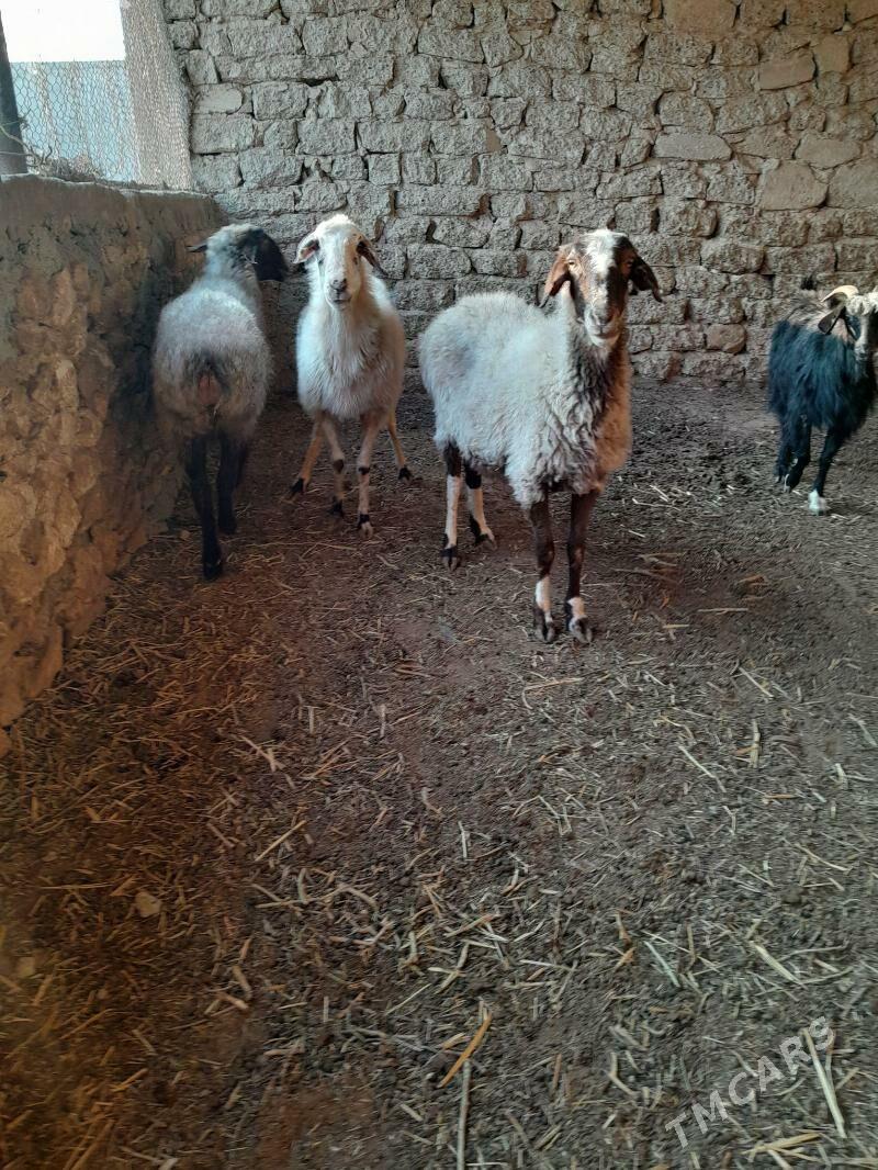 goyun tokly geci - Gyzylarbat - img 2