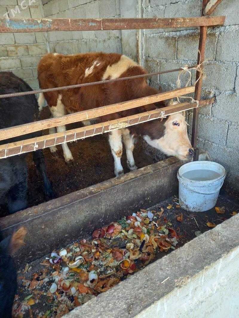 okuz - Gökdepe - img 1