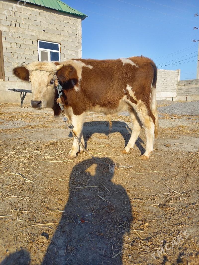 okuz - Gökdepe - img 2