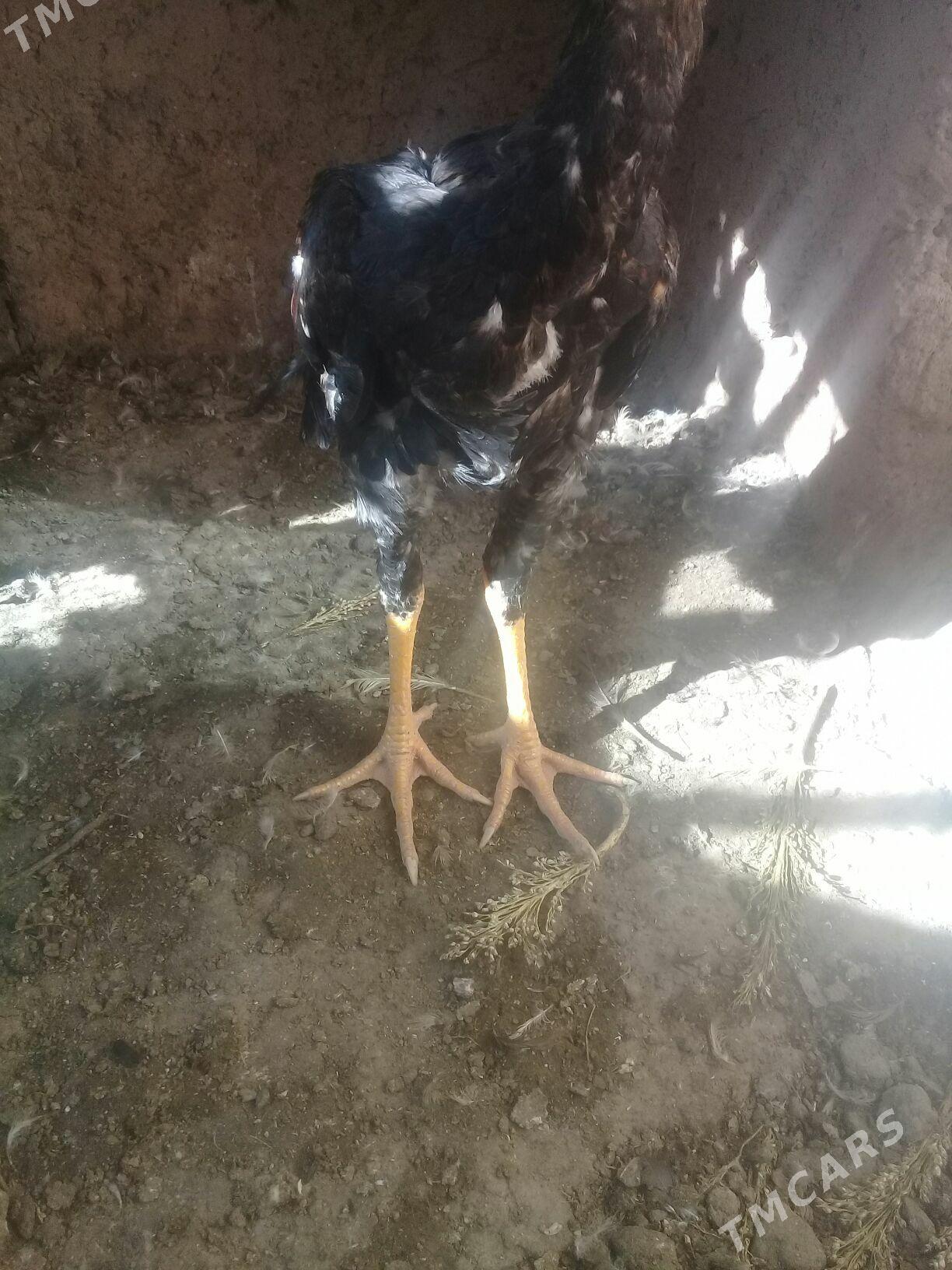 juýje samarkant - Gurbansoltan Eje - img 2