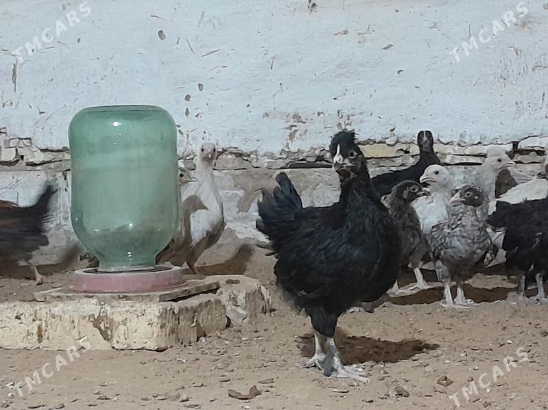 towuk jüýje - Мургап - img 1