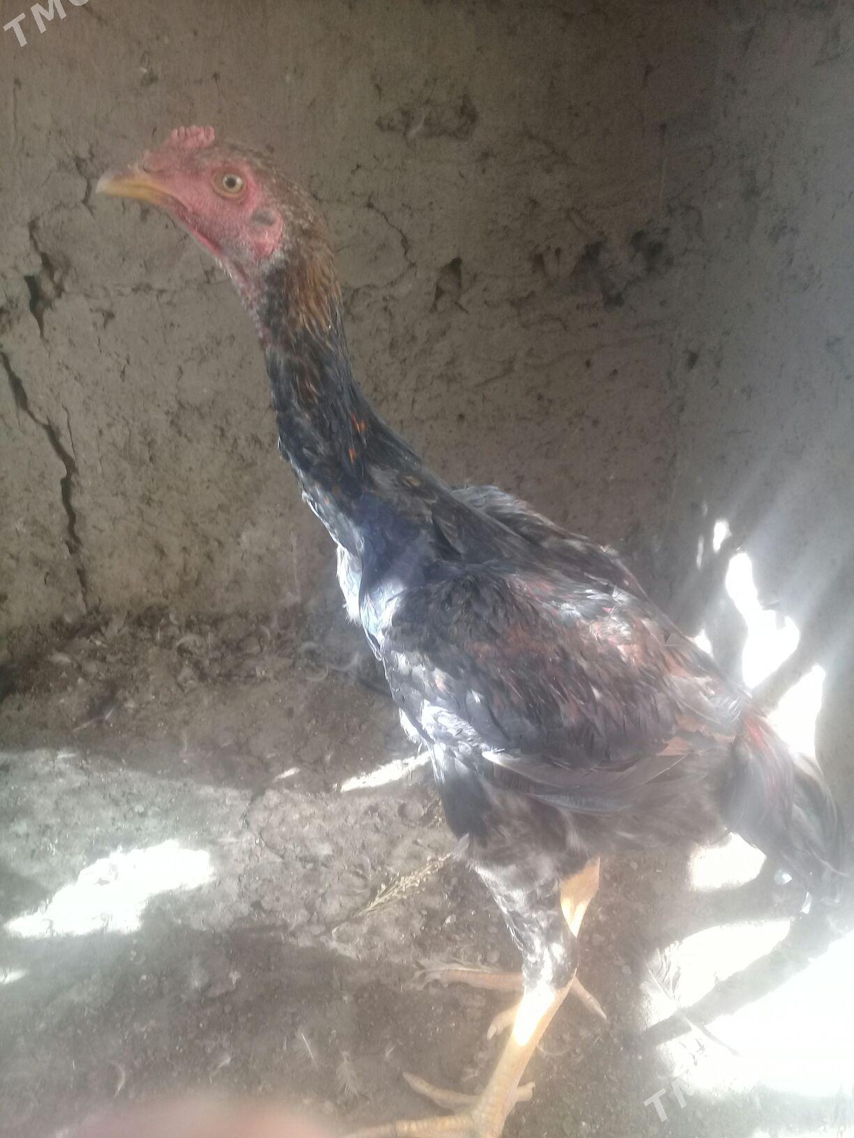 juýje samarkant - Gurbansoltan Eje - img 3