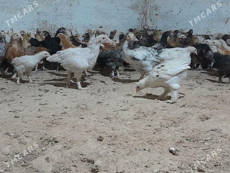 towuk jüýje - Мургап - img 3